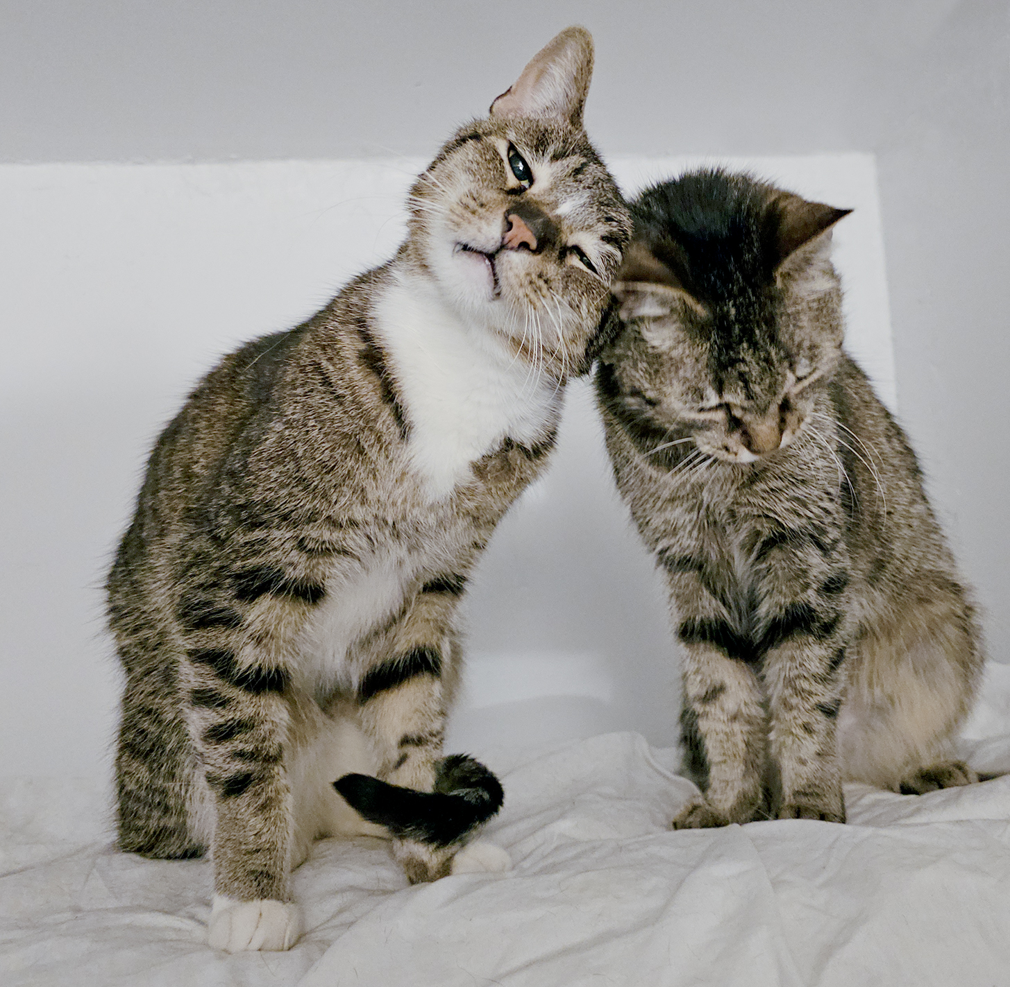 Senior Pet Home New York cat photo